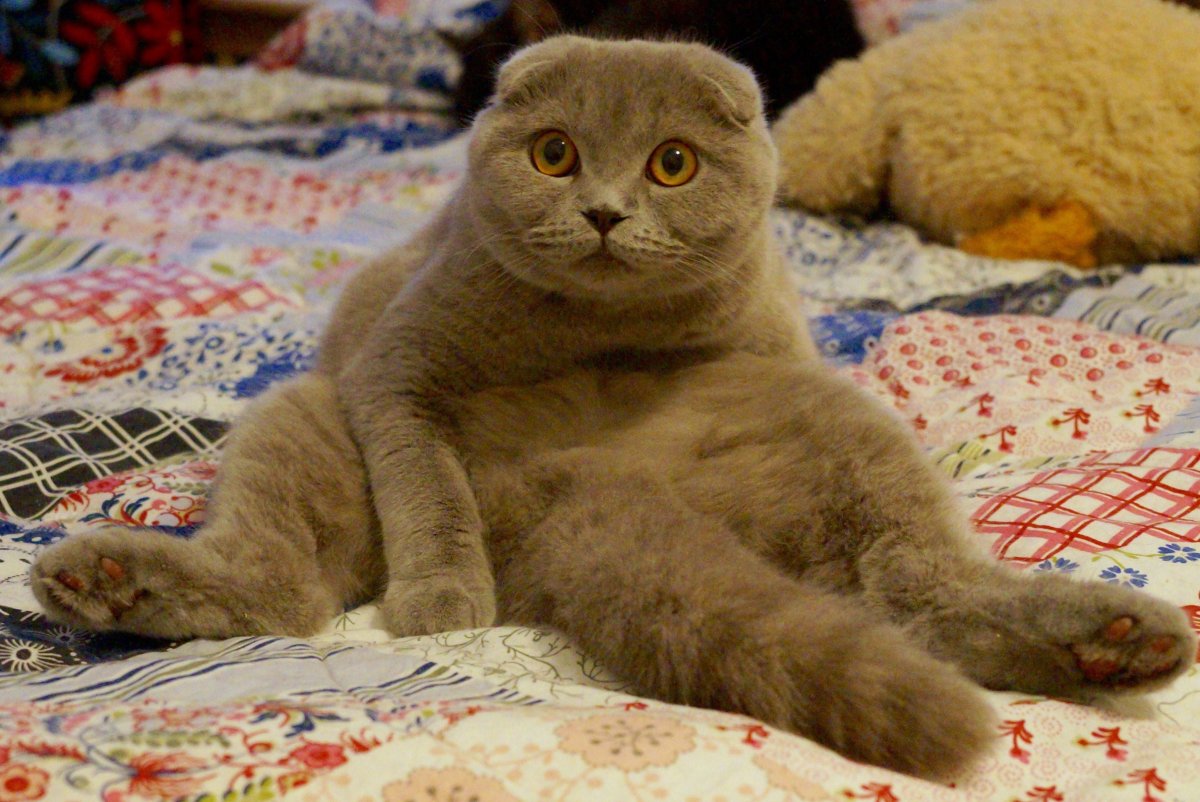 Шотландская вислоухая лиловая