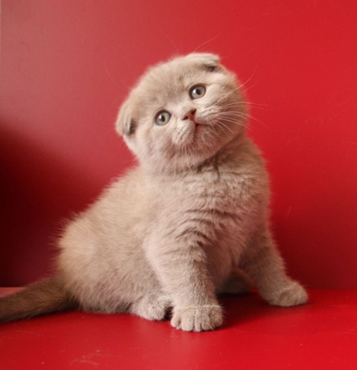 Скоттиш страйт вислоухий