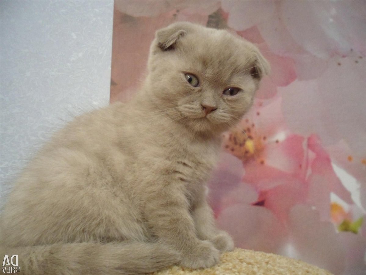 Лиловый вислоухий шотландец