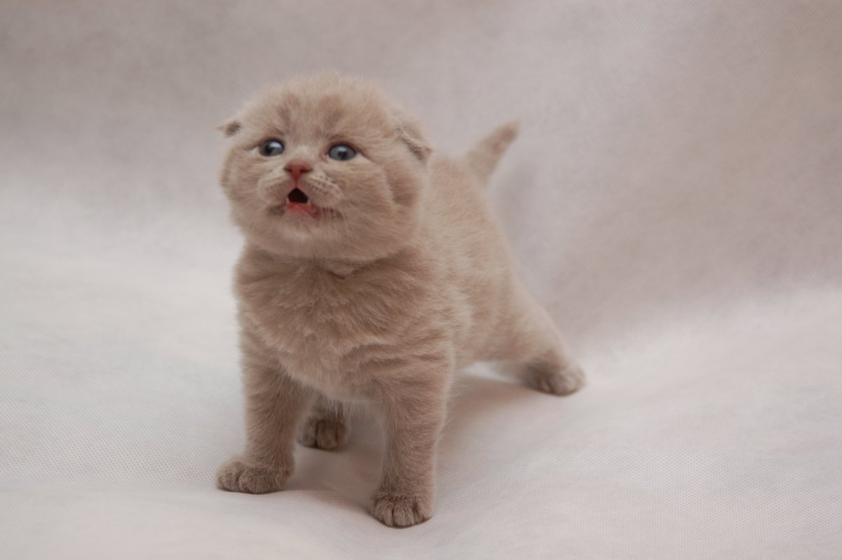 Лиловый котенок британец вислоухий