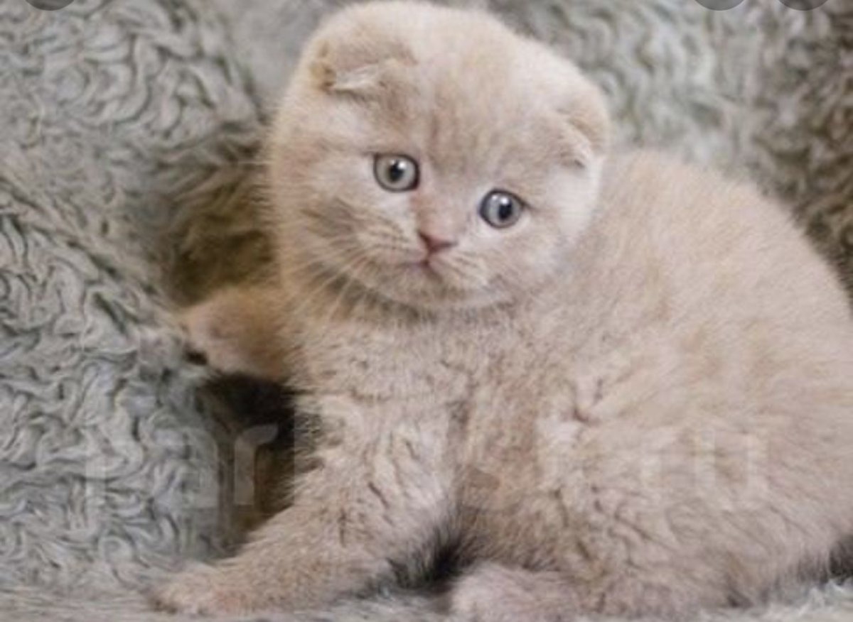 Скоттиш фолд фавн