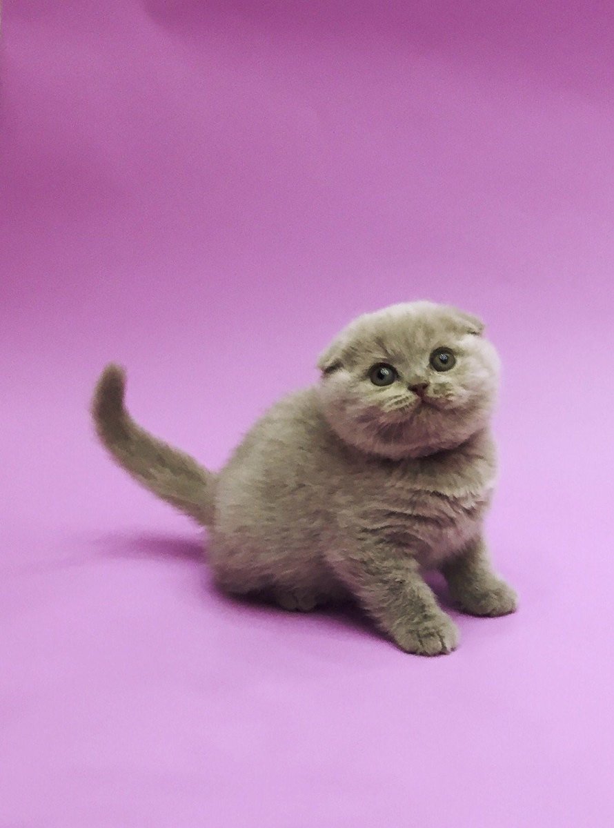 Шотландский вислоухий скоттиш