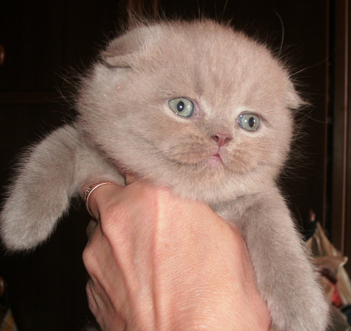 Лиловый вислоухий шотландец