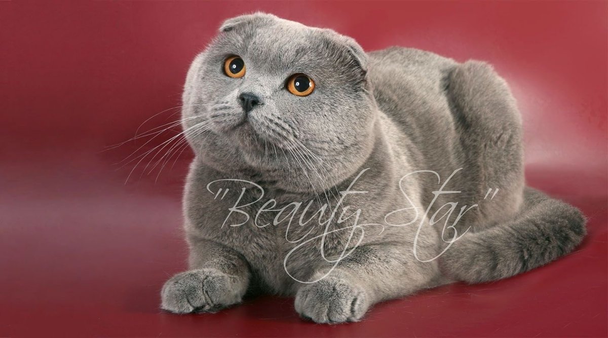 Шотландская вислоухая короткошерстная