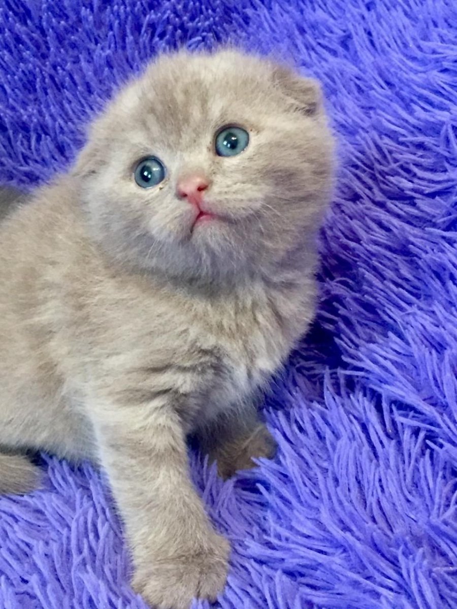 Котята Шотландские вислоухие лиловые и голубые