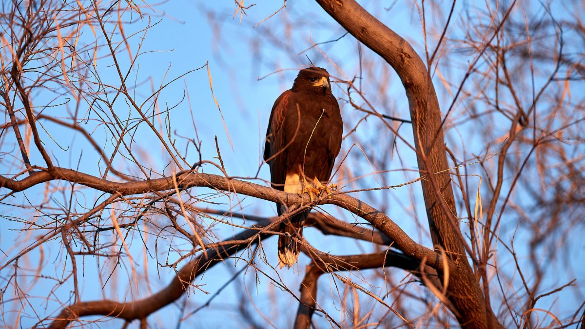 Коричневый Орел