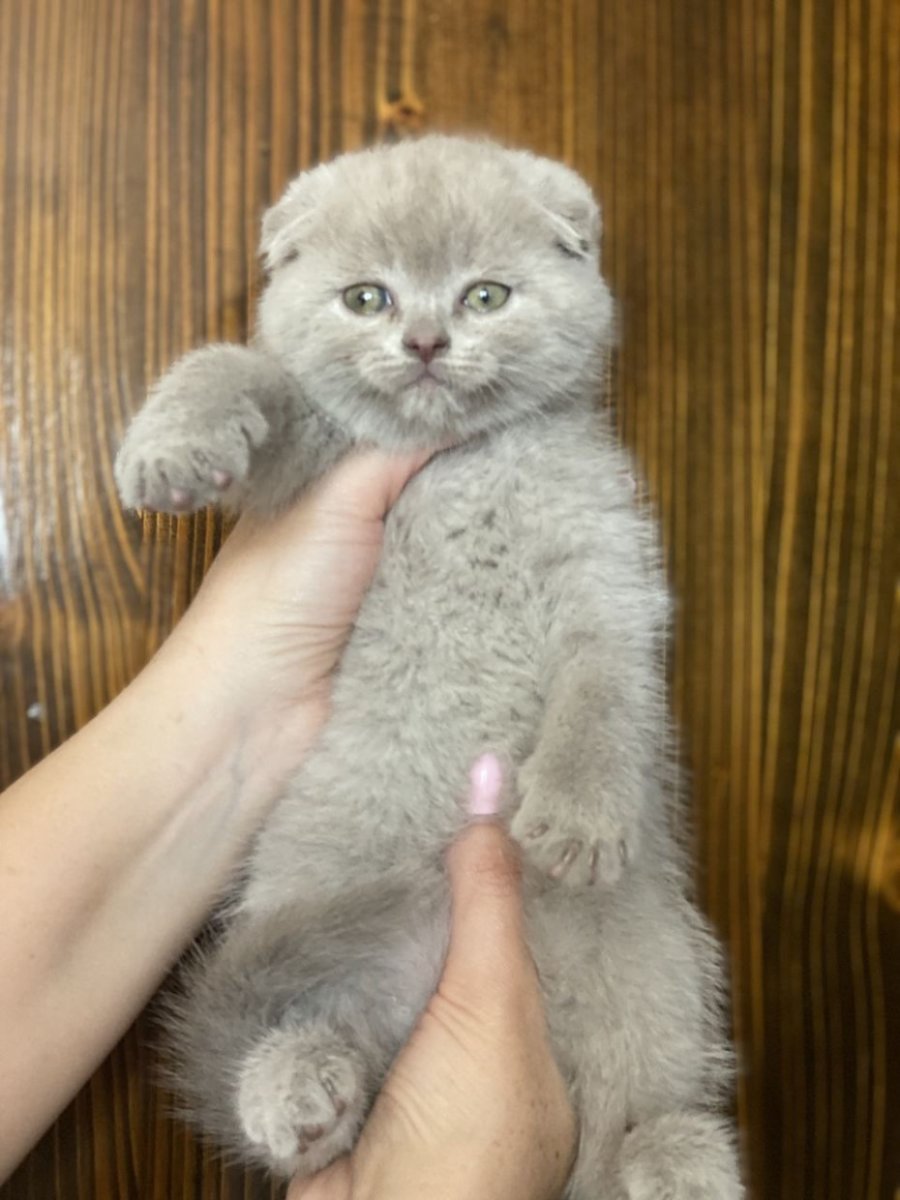 Лиловый шотландский вислоухий кот