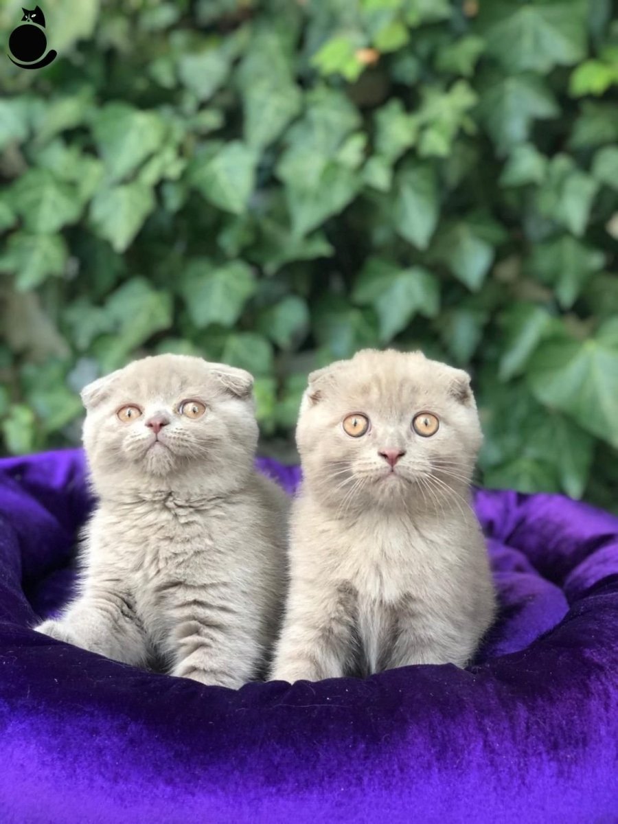 Шотландская вислоухая лиловая