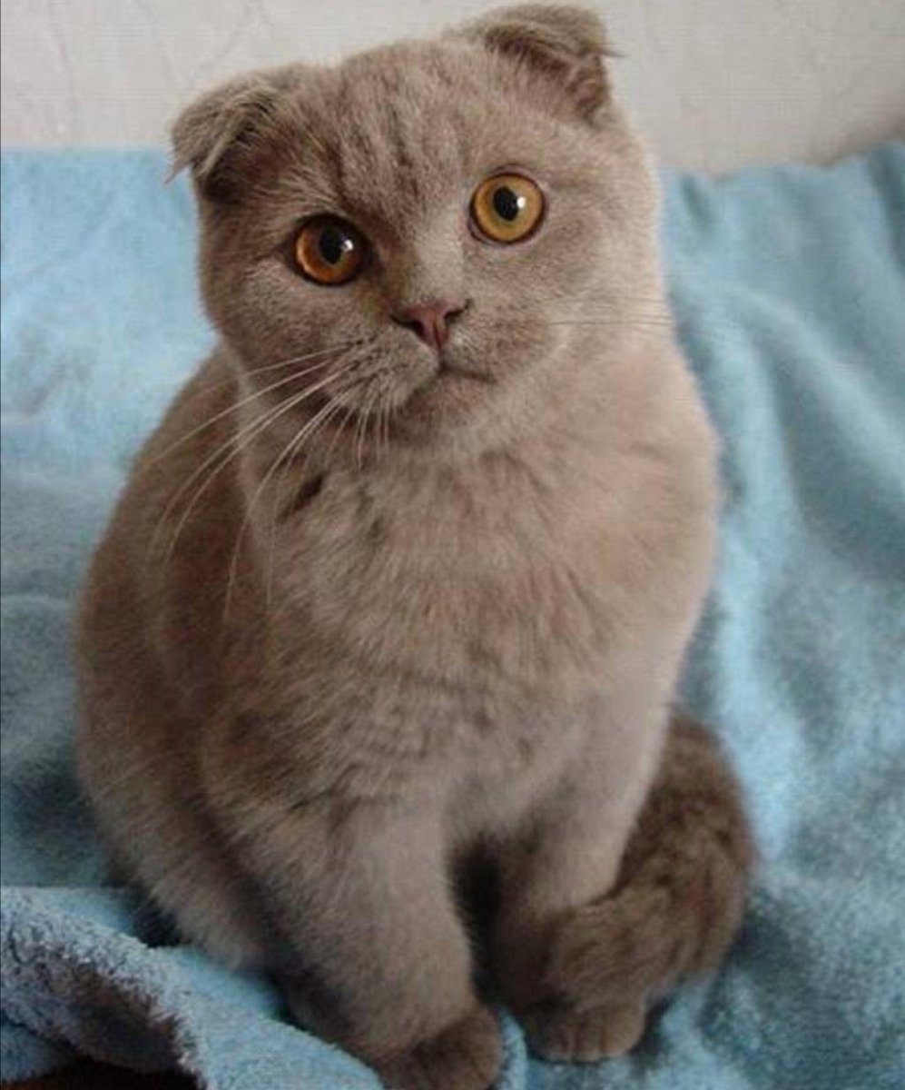 Лиловый шотландский скоттиш фолд