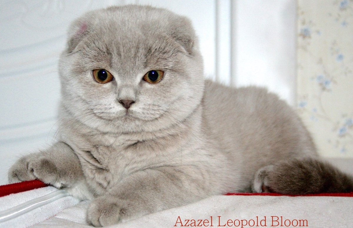 Скоттиш фолд лиловый