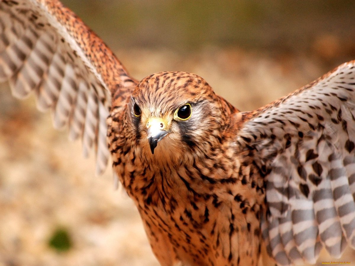 Птица хищник с рыжеватым оттенком