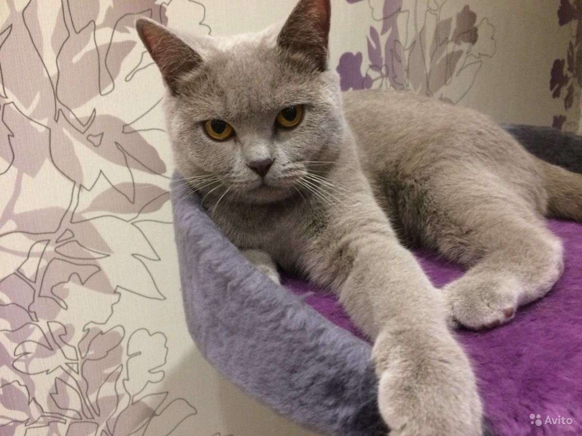 Шотландская прямоухая лиловая