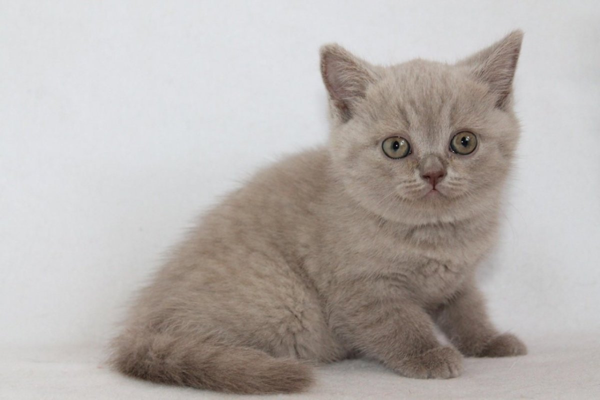 Шотландский кот прямоухий лиловый