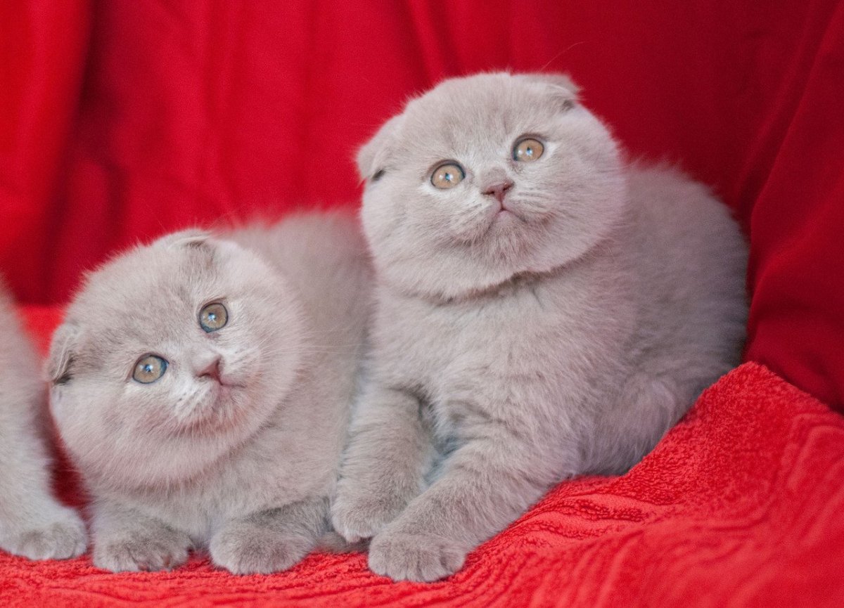 Шотландская вислоухая кошка лиловая