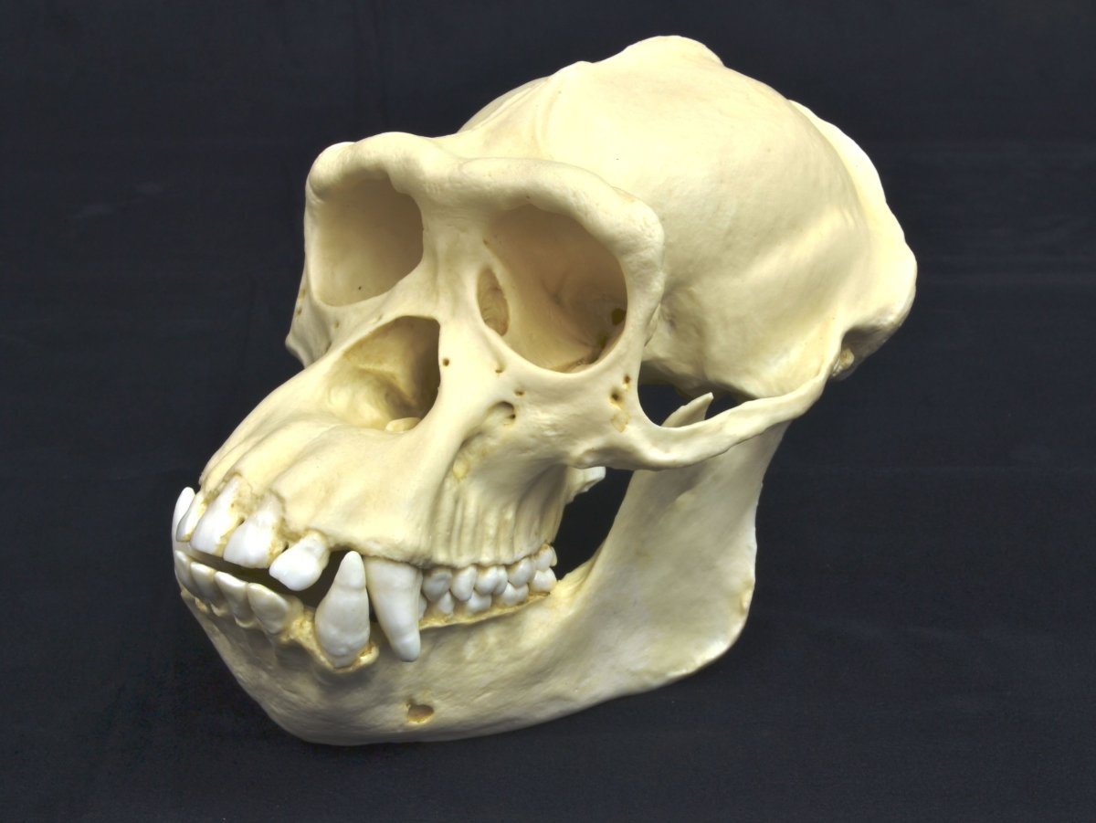 Анатомия черепа австралопитеки