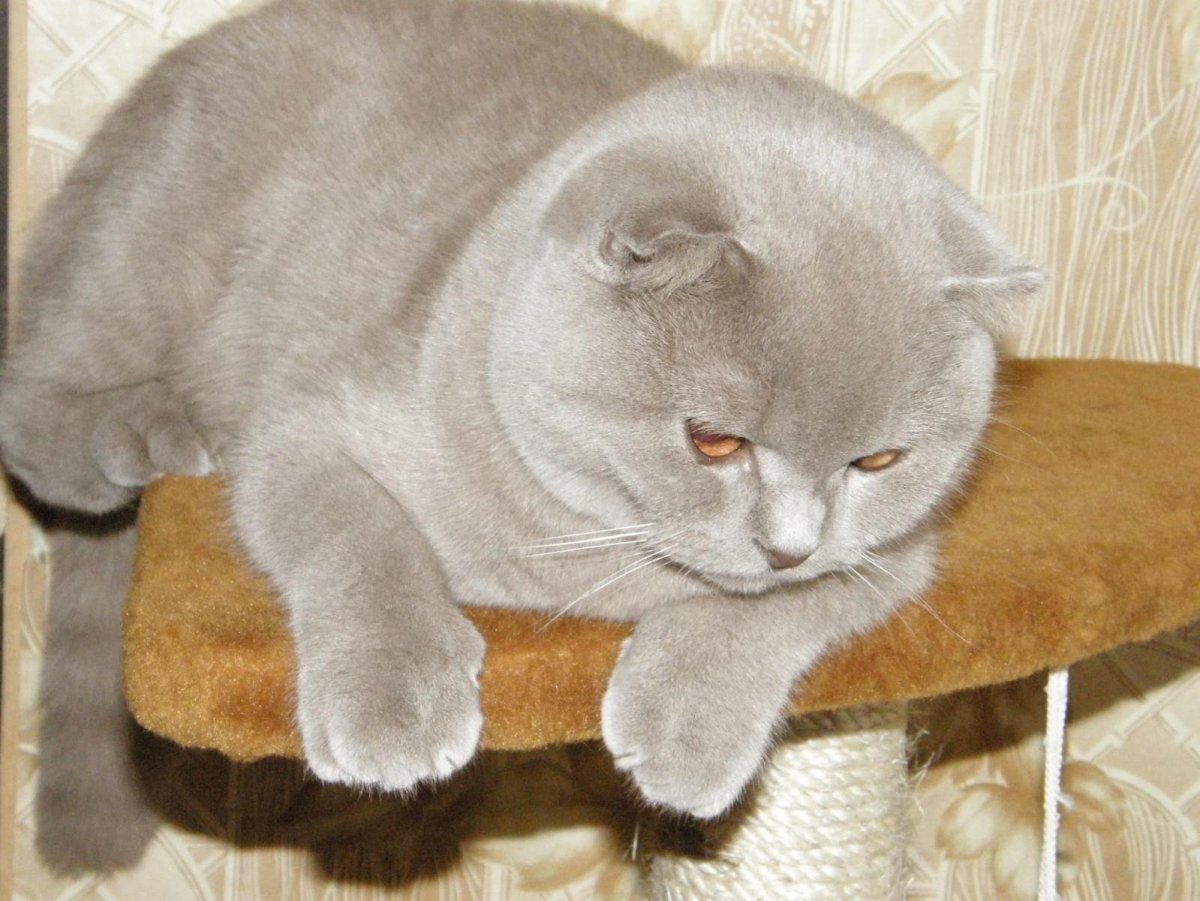 Шотландская вислоухая кошка лиловая