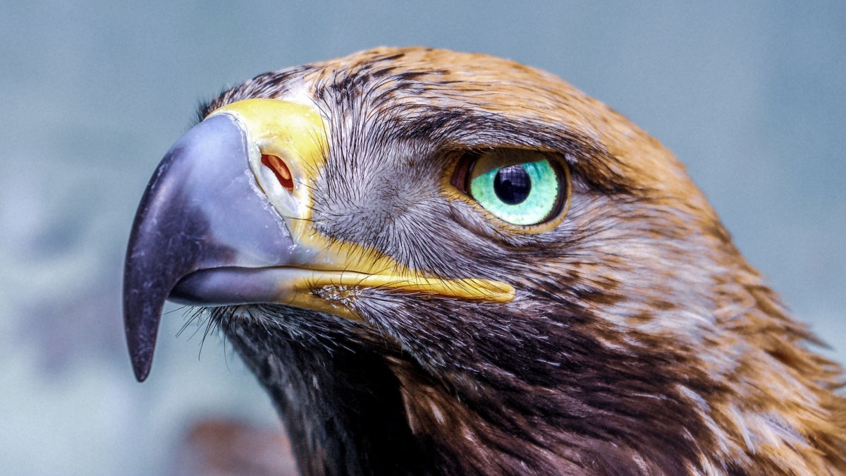 Ястребиные Беркут