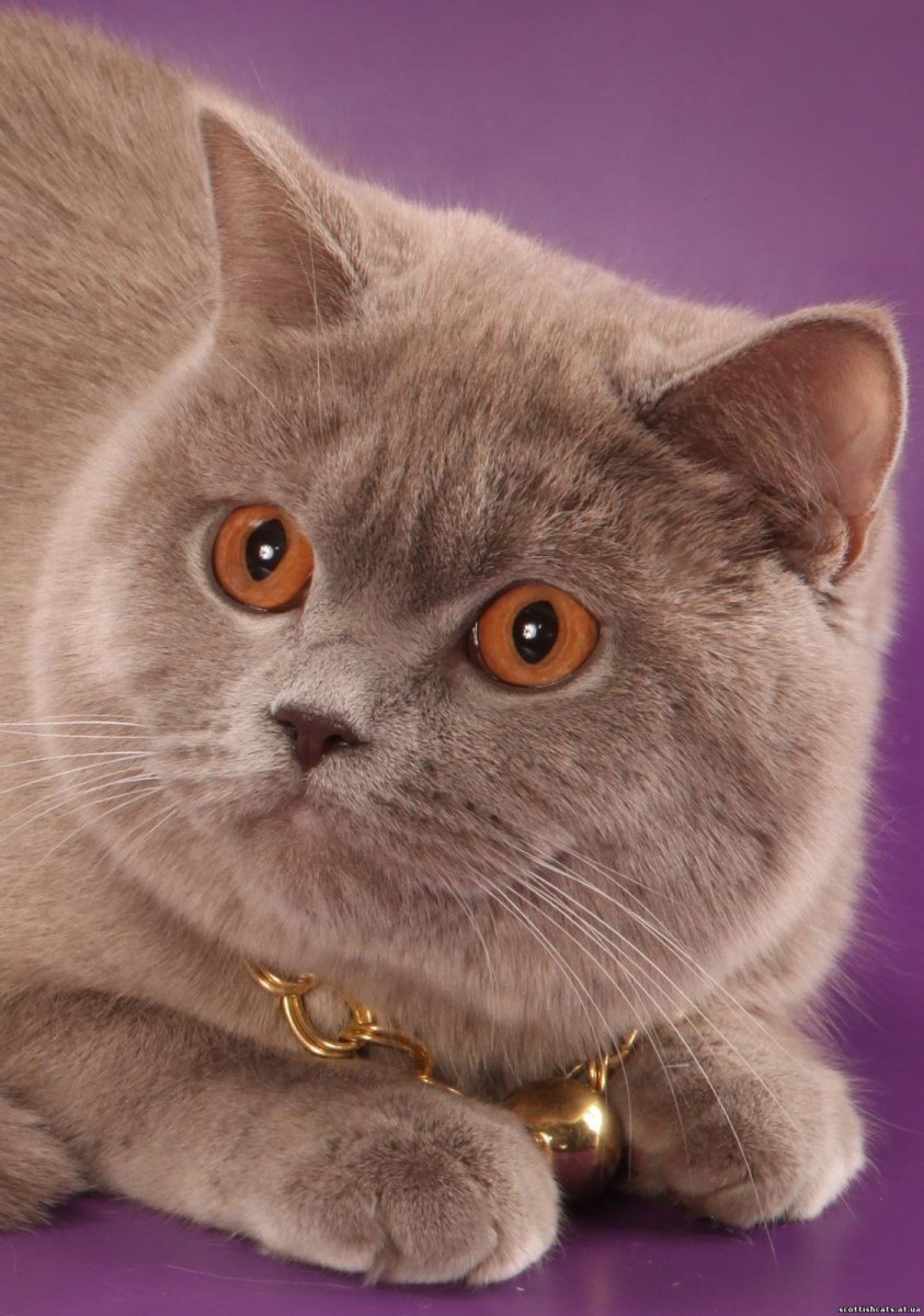 Шотландская прямоухая кошка лиловая