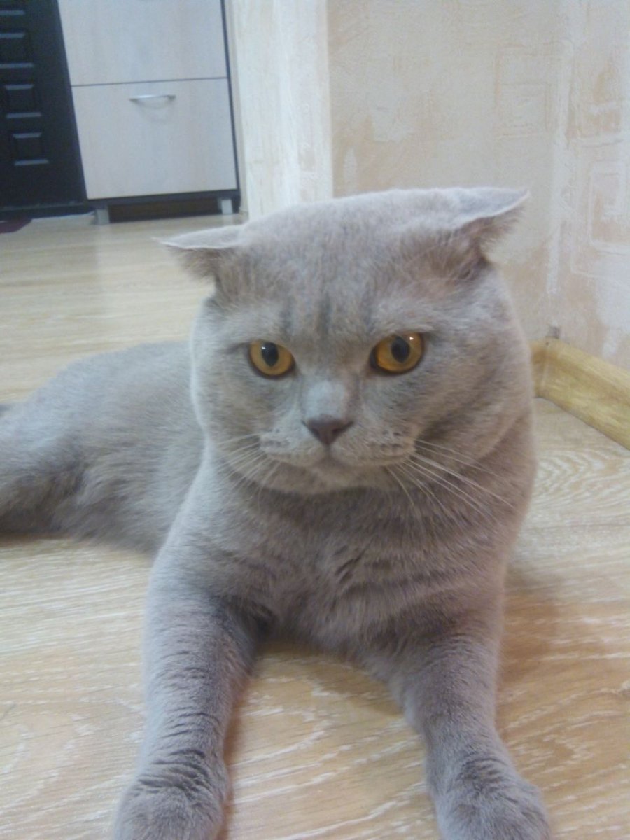 Лиловый шотландский скоттиш фолд