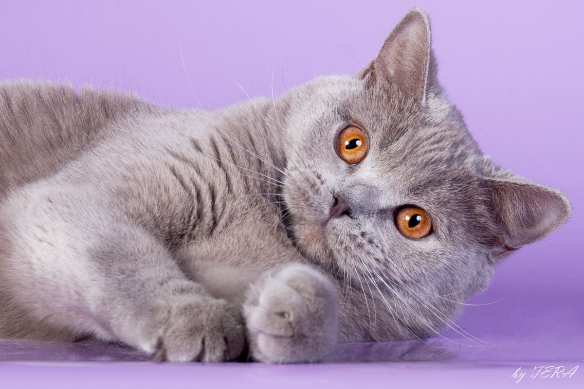 Британский короткошерстный кот серый