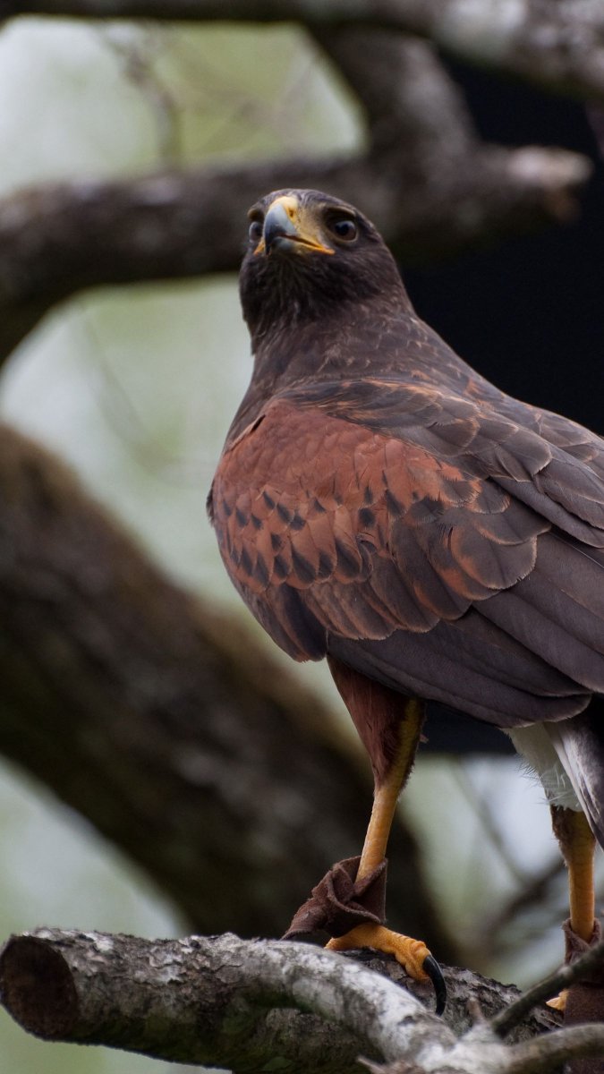 Коричневая птица