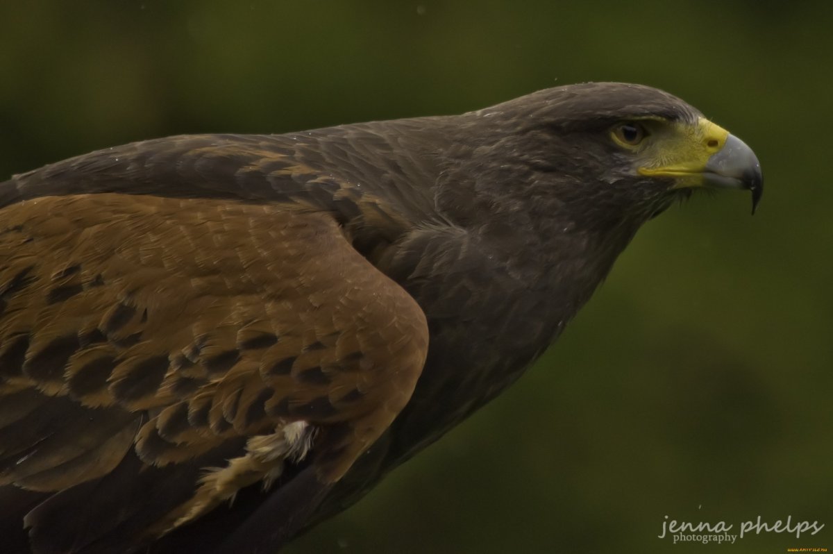 Хищная птица Подмосковья коричневого цвета
