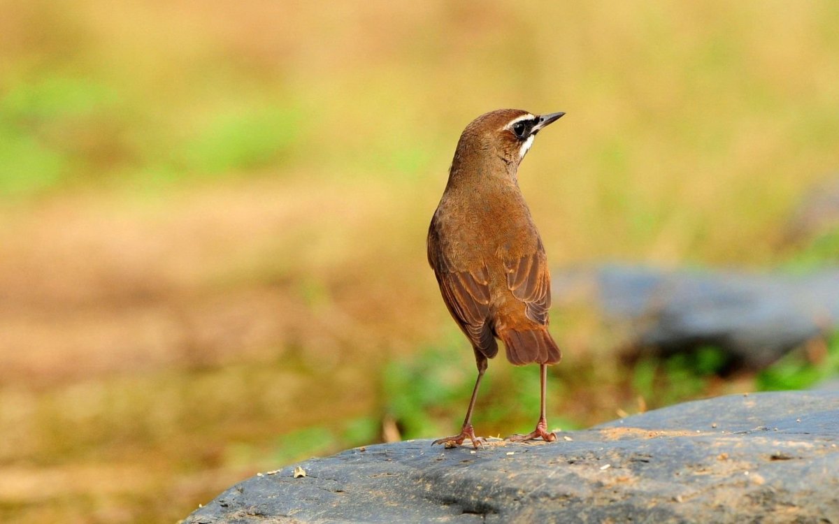 Коричнево рыжая птичка