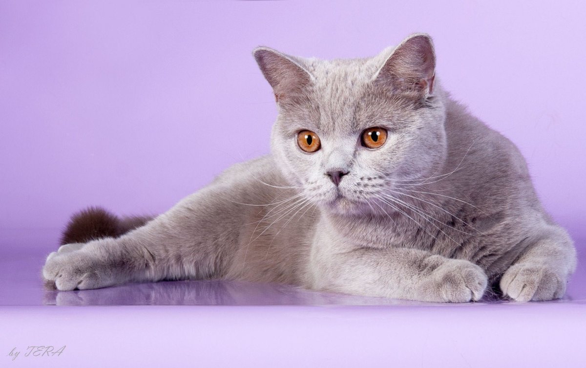 Британская короткошёрстная кошка лиловая