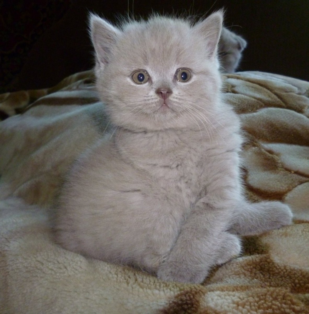 Шотландская прямоухая кошка лиловая