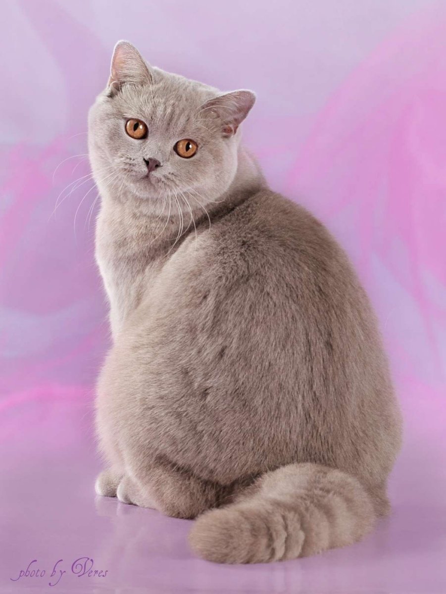 Лиловый британец вислоухий