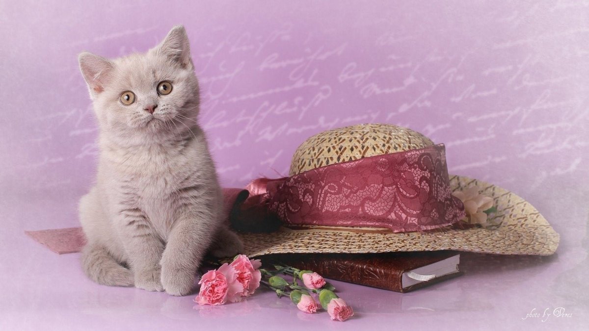 Циннамон Пойнт британец