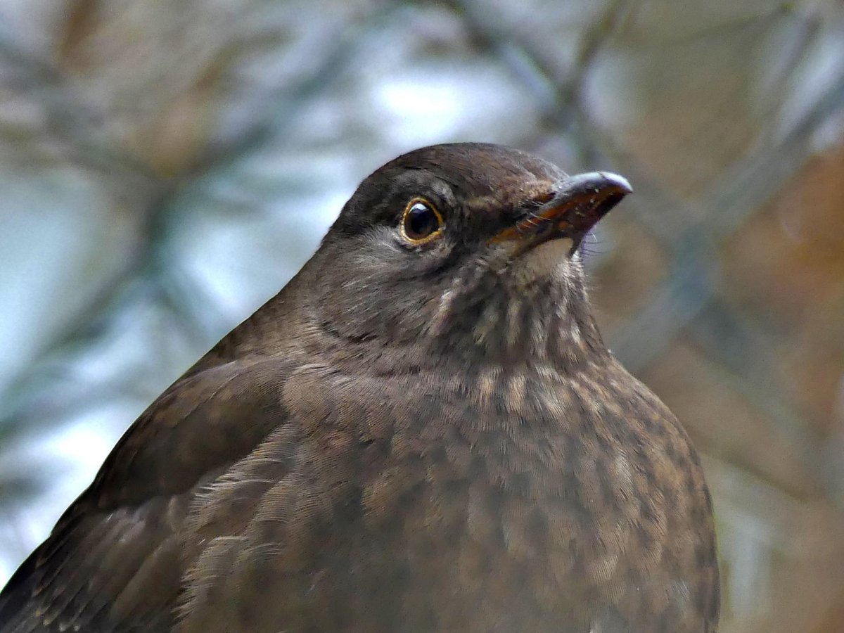 Птица похожая на воробья