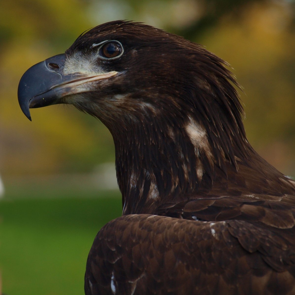 Большие Хищные коричневые птицы