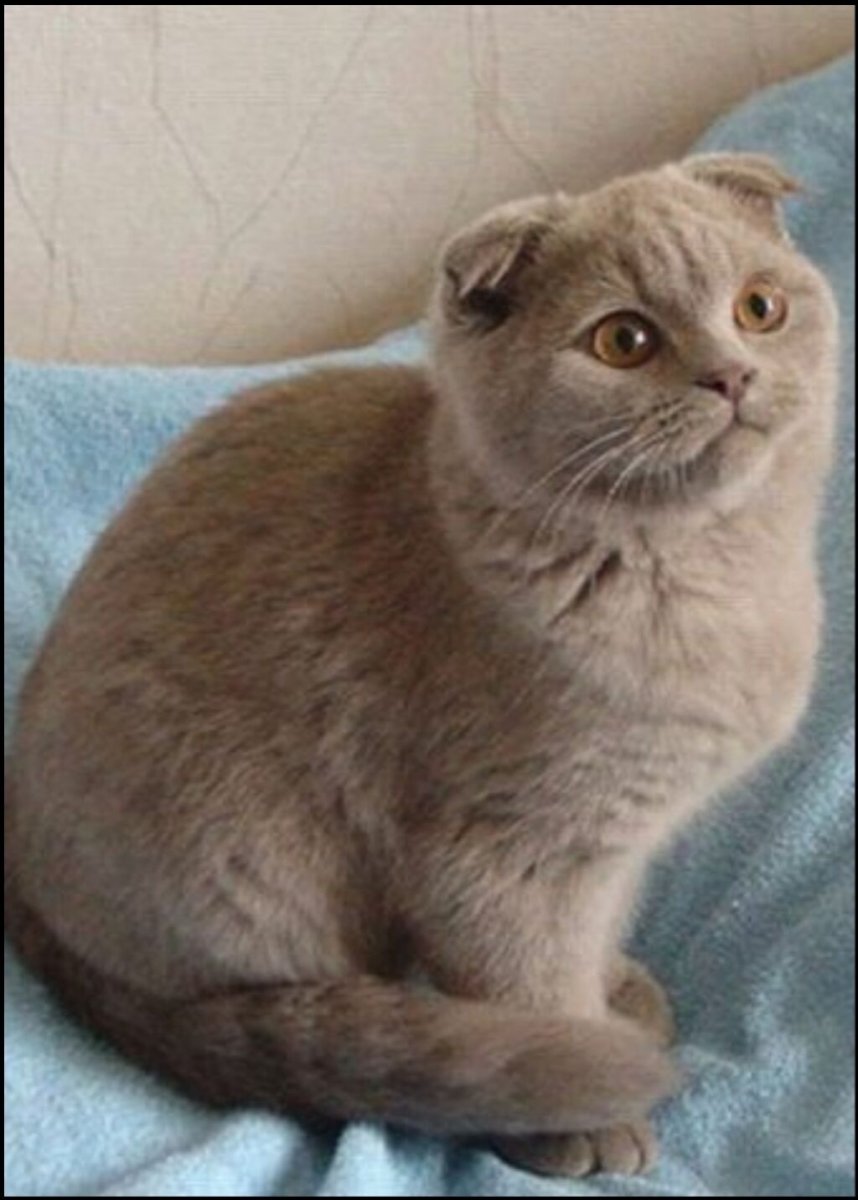 Шотландская вислоухая кошка лиловая