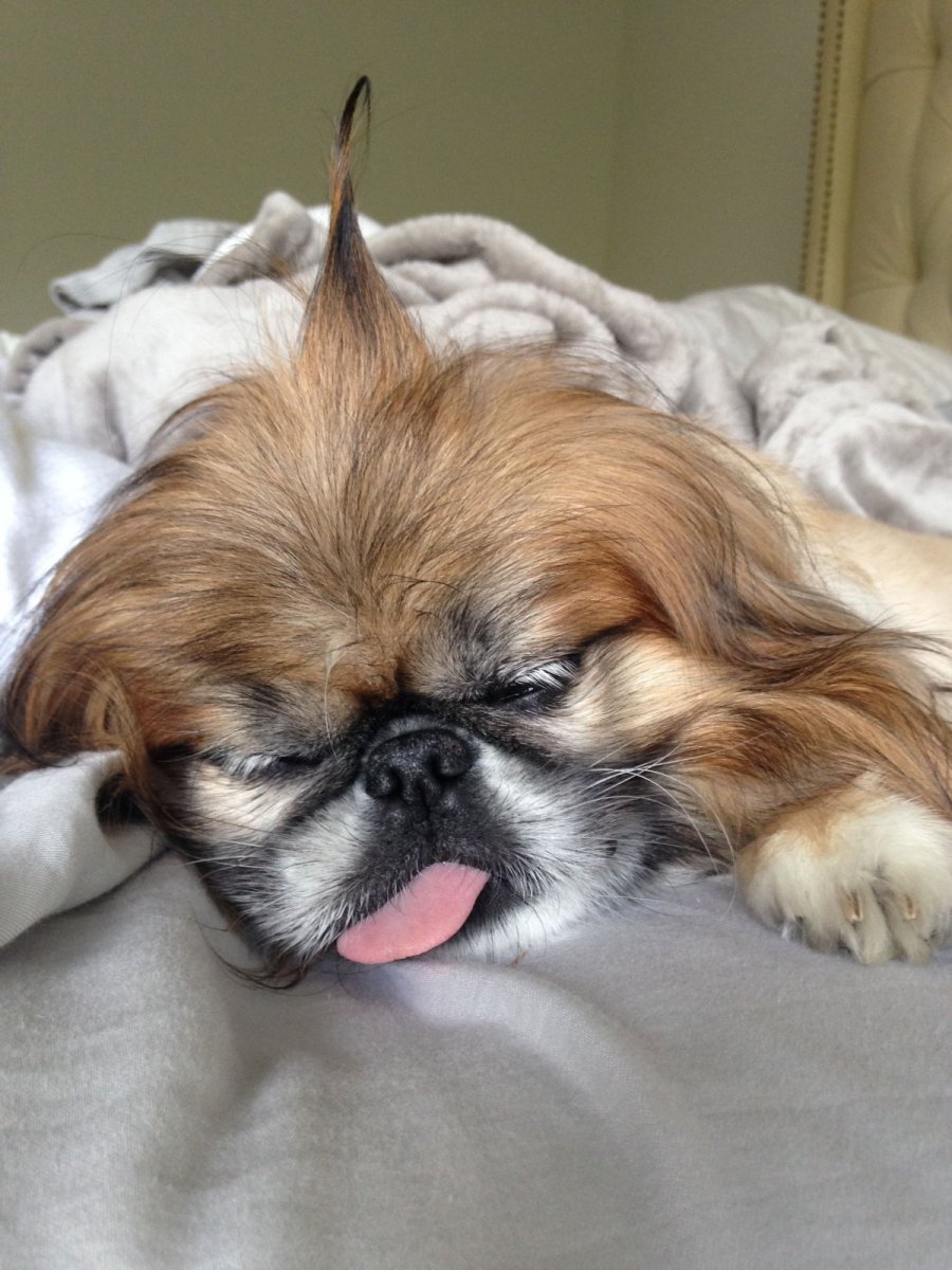 Пекинес породы гладкошерстный