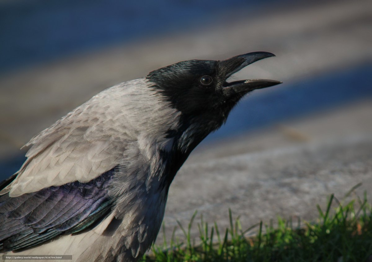 Серая ворона каркает