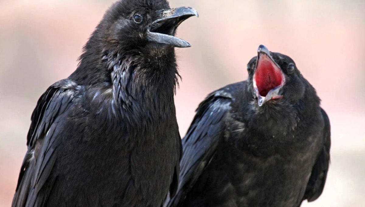 Две вороны