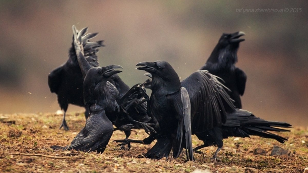 Стая ворон