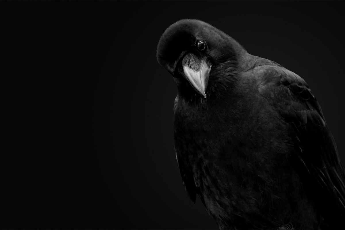 Ворон на темном фоне