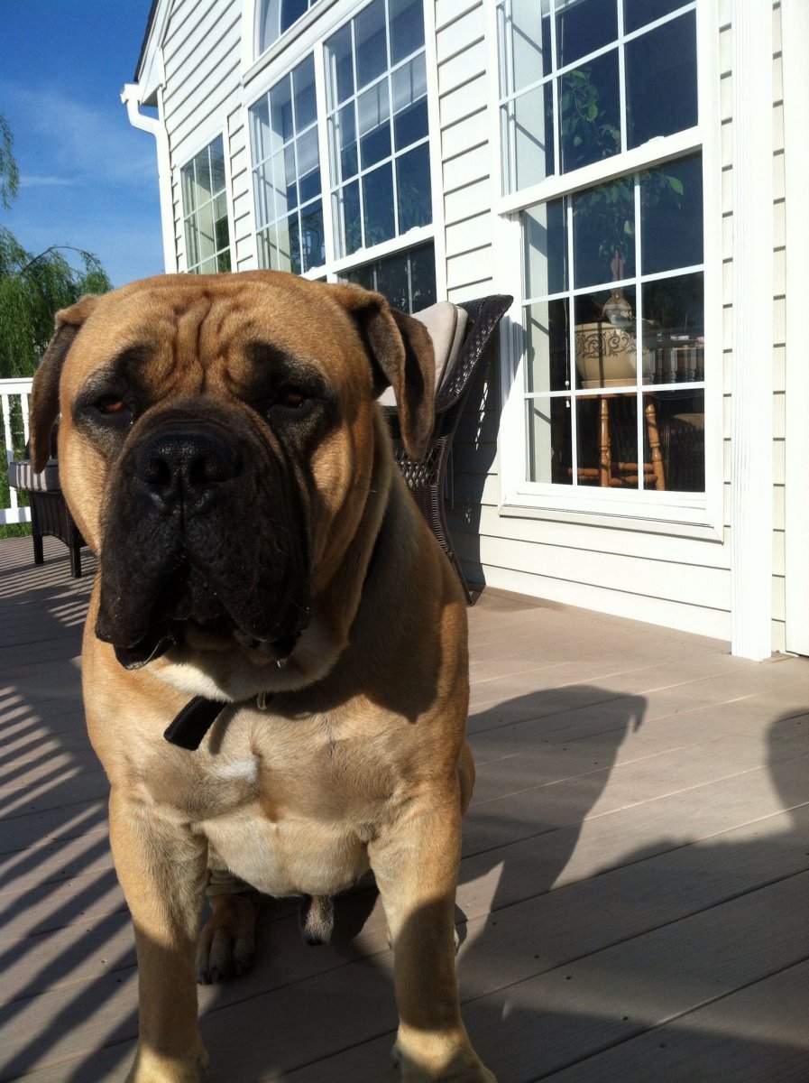 Бурбуль собака