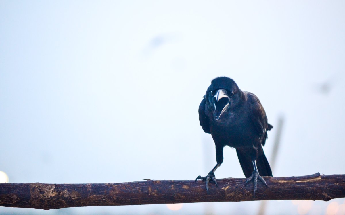 Ворона пляжная