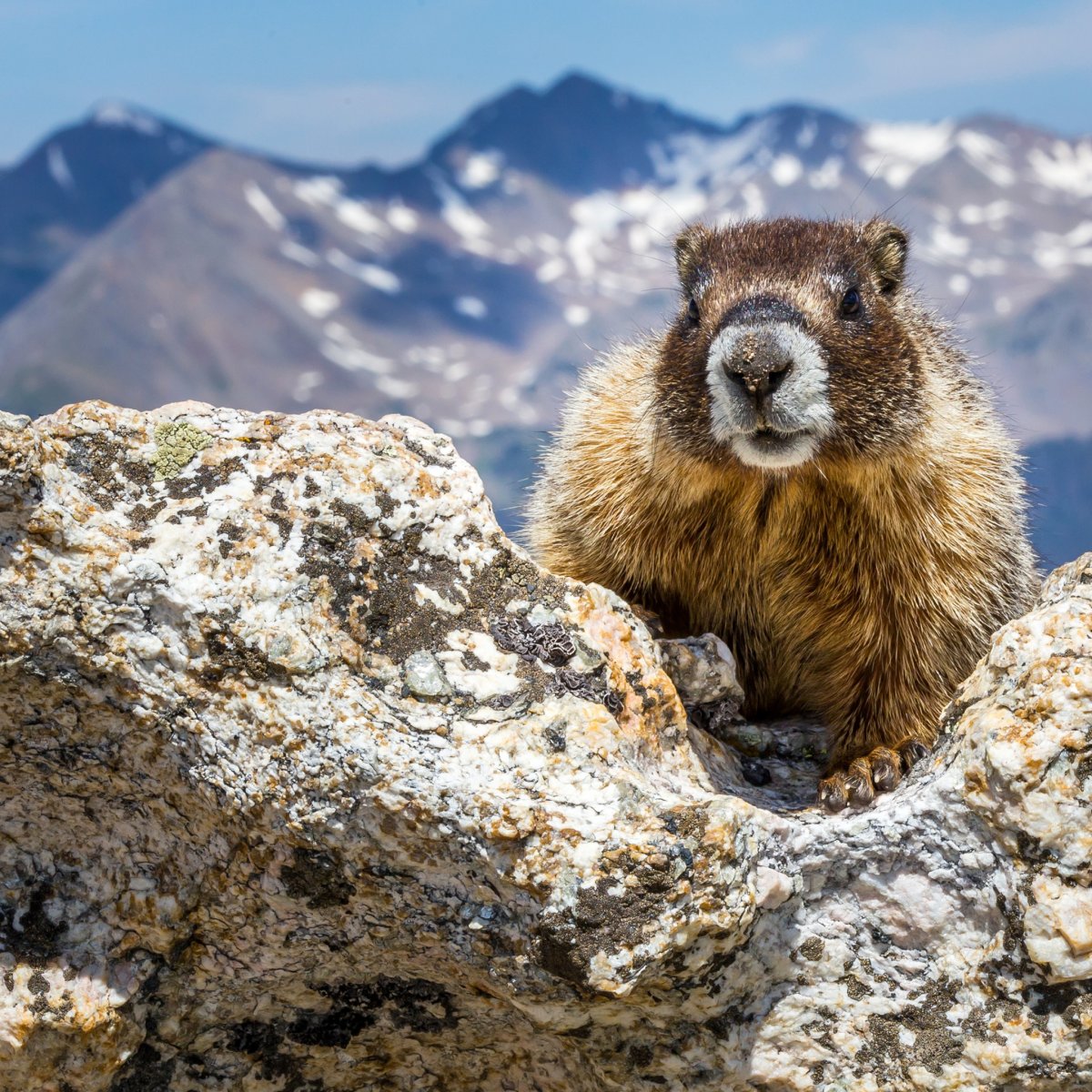 Сурки в Киргизии