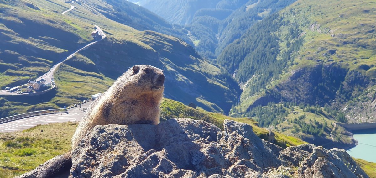Джилы Су суслики