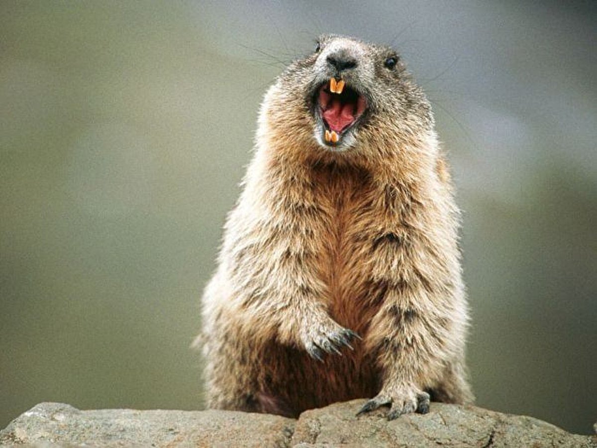 Суслик с зубами