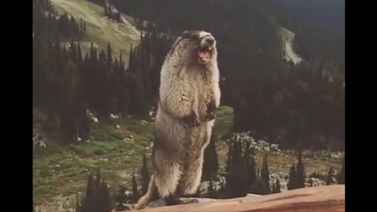 Орущий суслик