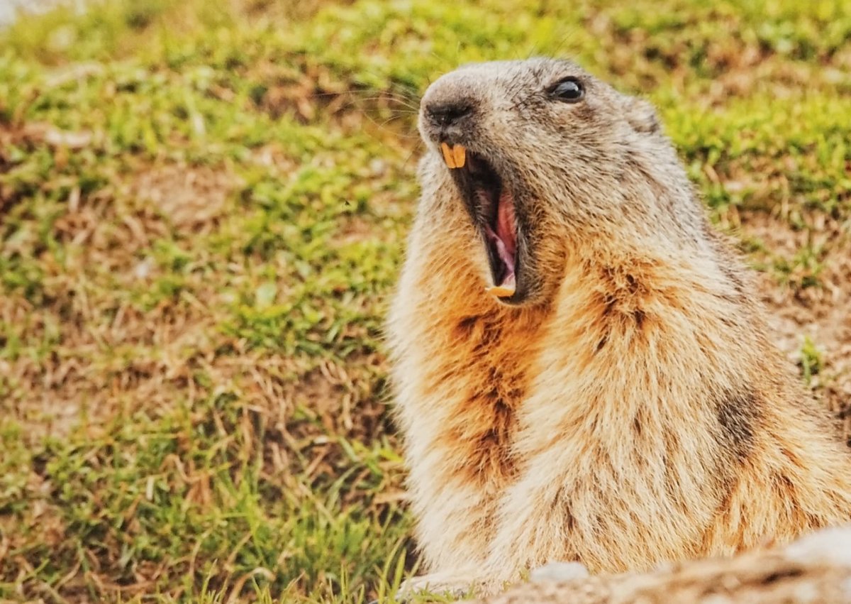 Кричащий суслик
