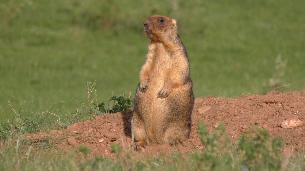Лиса нападает на сурка лучшее фото