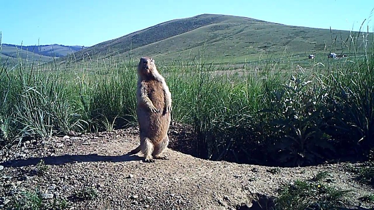 Тарбаган монгольский сурок