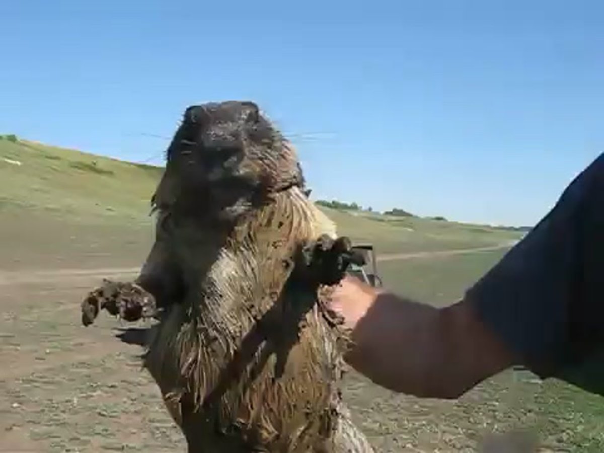 Бобры в Башкирии