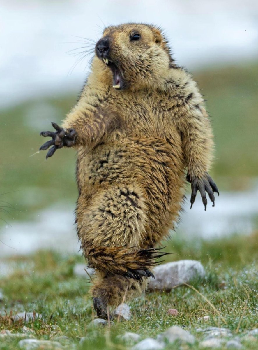 Орущий суслик